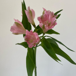 Альстромерия перфект