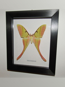 Бабочка Actias rhodopneuma cамец в рамке