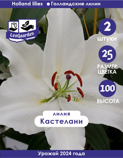 Лилия Луковица, Кастелани 2 шт