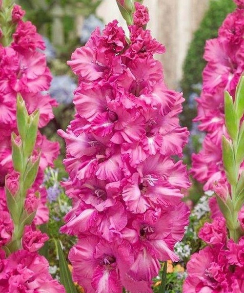 Гладиолус Sweet Love (Гофрированный)