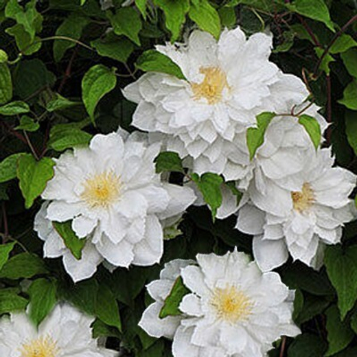 Клематис гибридный Исаго трехлетка наличие