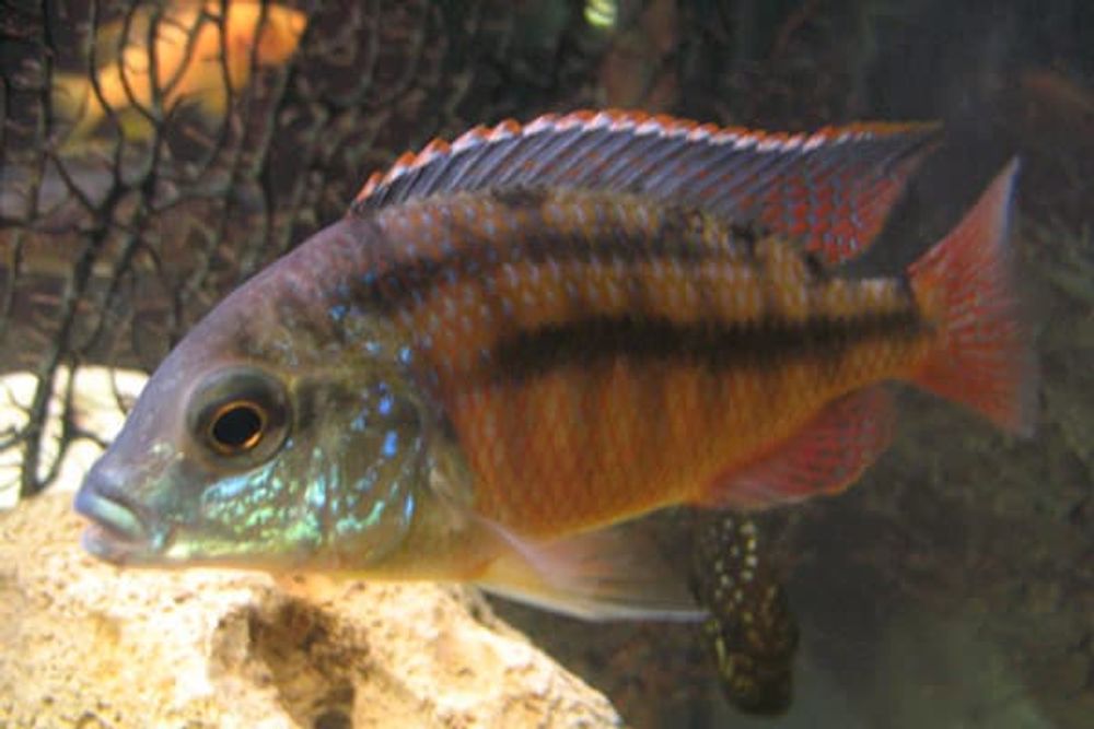 (101)  Хаплохромис Боадзулу. Циртокара Боадзулу (Cyrtocara boadzulu)