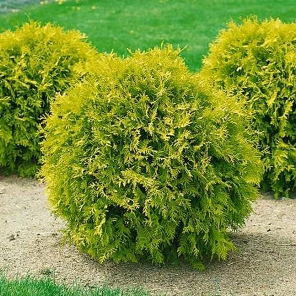 Туя Мириам С3 20-30 см Закупка М54 май/июнь 2026