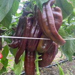 ЧОКОЛОНИ F1 семена перца сладкого (Rijk Zwaan | Alexagro)