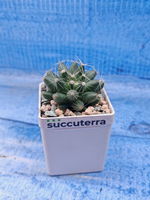 Escobaria Missouriensis (Эскобария)