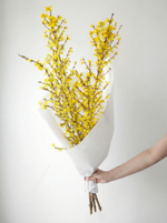 цветущие ветки форзиции для интерьера