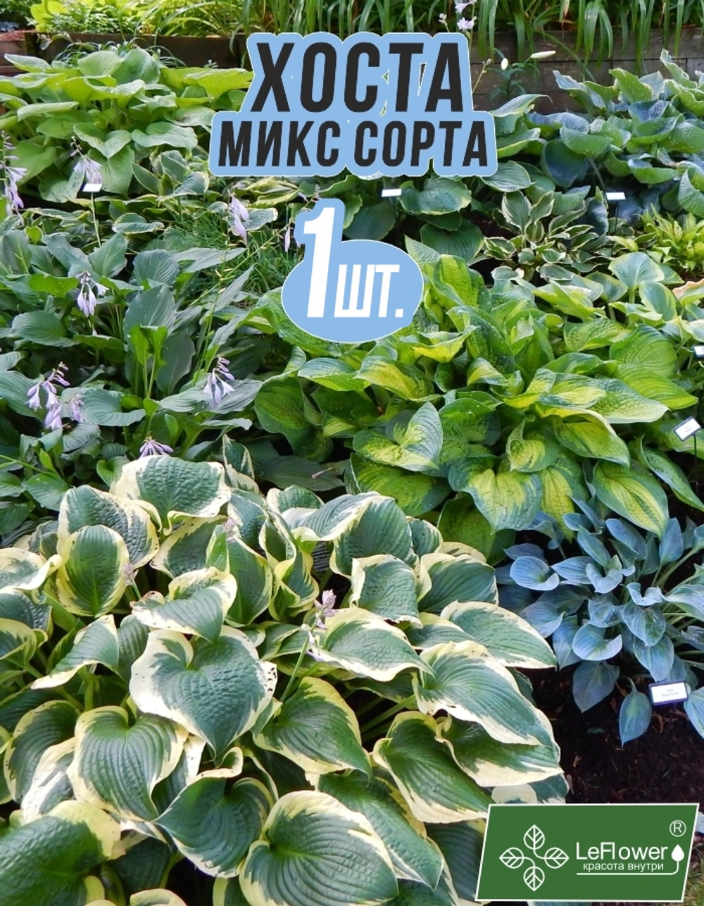 Хоста Корневище, Микс сортов, 1 шт.