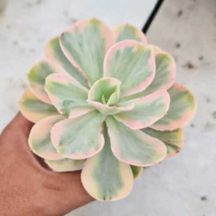 Эхеверия PINK ANGEL