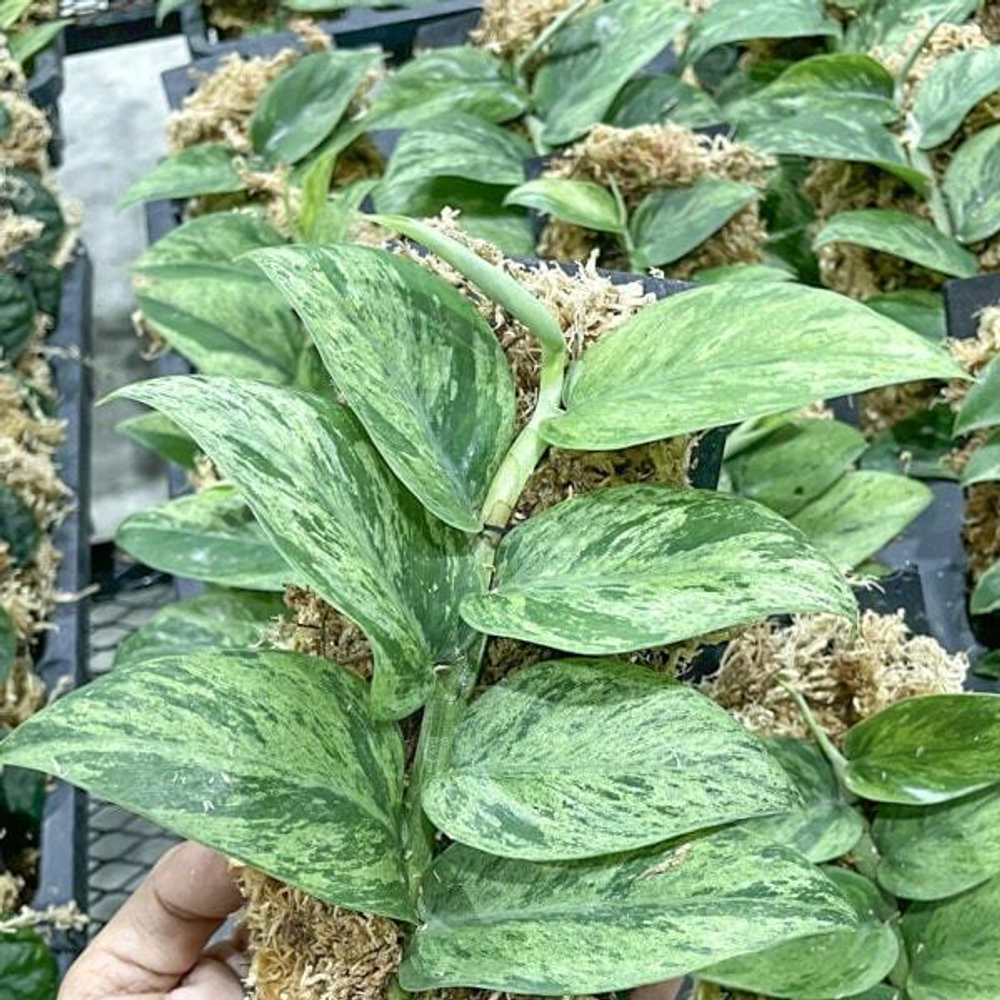 Рафидофора HONGKONGENSIS MARBLE VAR