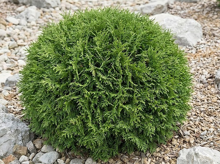 Туя западная «Mr. Bowling Ball»