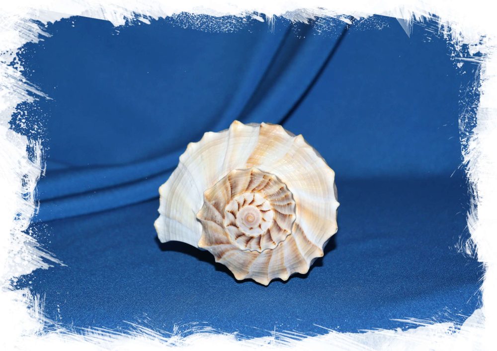 Бусикон контрариум, (Busycon contrarium) с коричневой крышечкой 19 см.