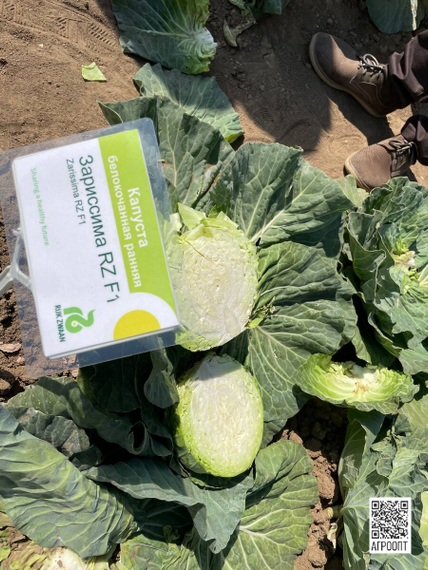 Зариссима F1 семена капусты белокочанной (Rijk Zwaan / Райк Цваан) в поле – фото 5