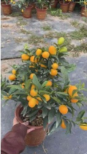 Цитрусовые и плодовые