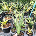 Сансевиерия SILVER TORCH