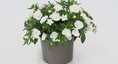 19269 Калибрахоа MINIFAMOUS ORO DOUBLE WHITE