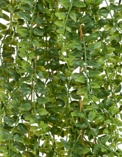 Папоротник Лесной ампельный