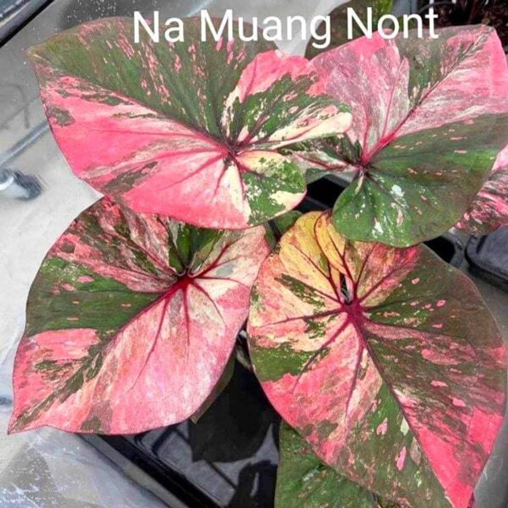 Каладиум NGA MUEANG NON (P23)