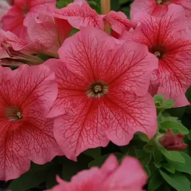 S60140 Петуния кустовая Grandiflora Limbo GP Red Veined 10шт.