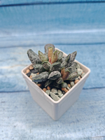 Adromischus Festivus grey (Адромискус)