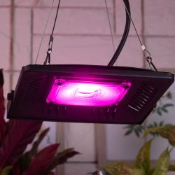 Фитопрожектор для растений светодиодный ЭРА FITO-50W-LED-BLUERED для цветения и плодоношения 50Вт красно-синего спектра