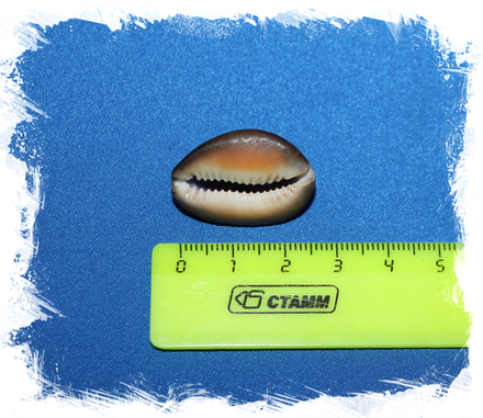 Ракушка Ципрея капутсерпентис отшлифованная с отверстием