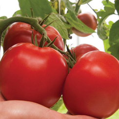 Дантина F1 семена томата индетерминантного (Syngenta / Сингента)