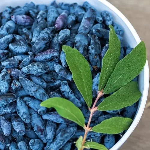 Жимолость канадская суперсладкая Блю Банана (Blue Banana). Раннего срока созревания