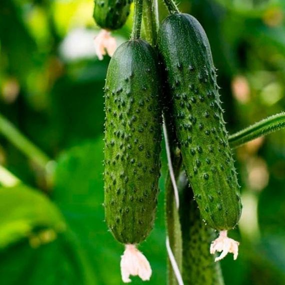 СПИНО F1 семена огурца партенокарпического (Syngenta) характеристика