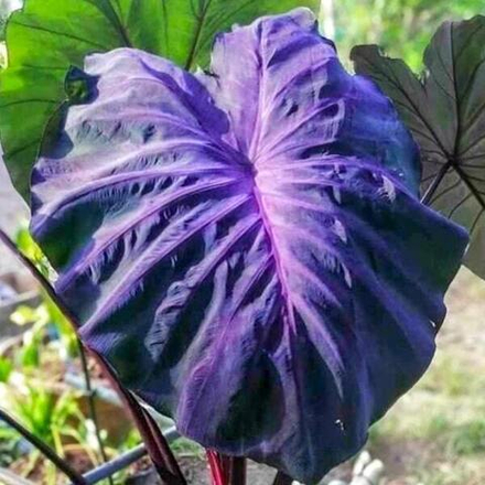 Колоказия BLACK ANGEL