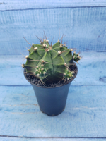 Gymnocalycium Mihanovichii (Гимнокалициум)