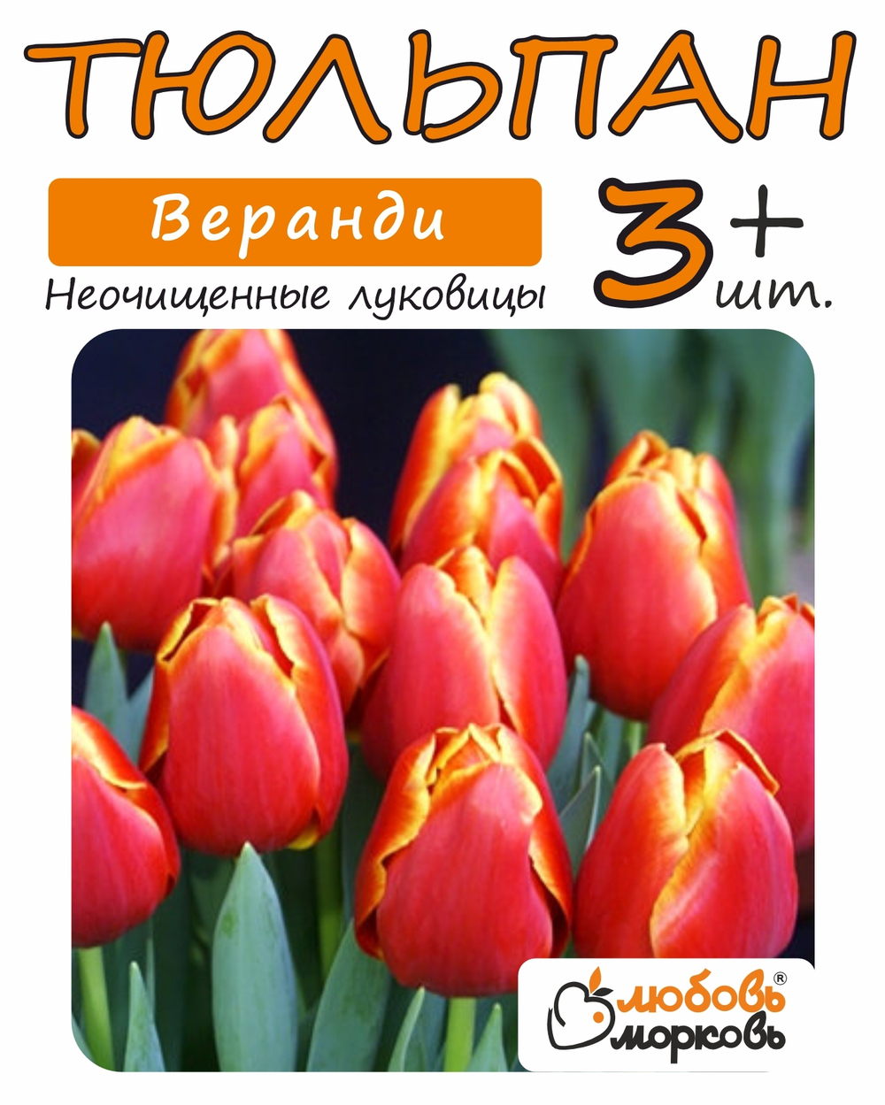Тюльпан Луковица, Веранди, 3+ шт