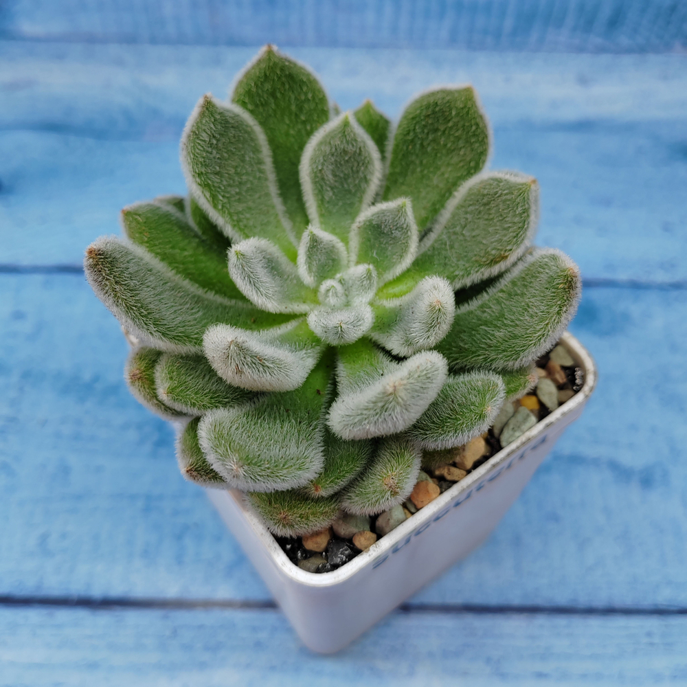 Echeveria Setosa (Эхеверия)