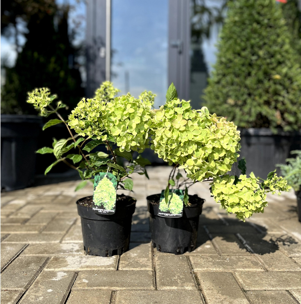 Гортензия метельчатая "Little Lime"