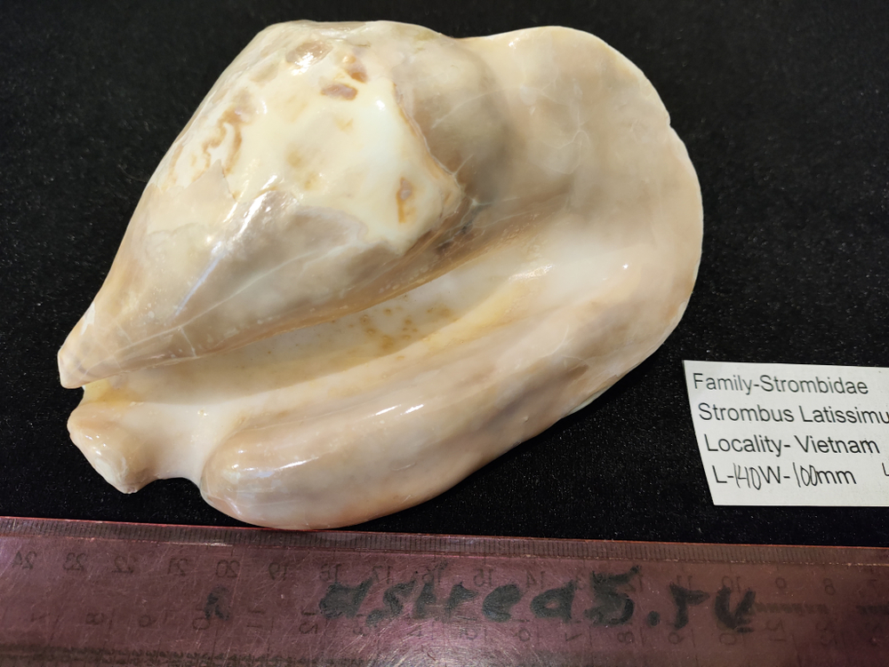 Стромбус Латиссимус