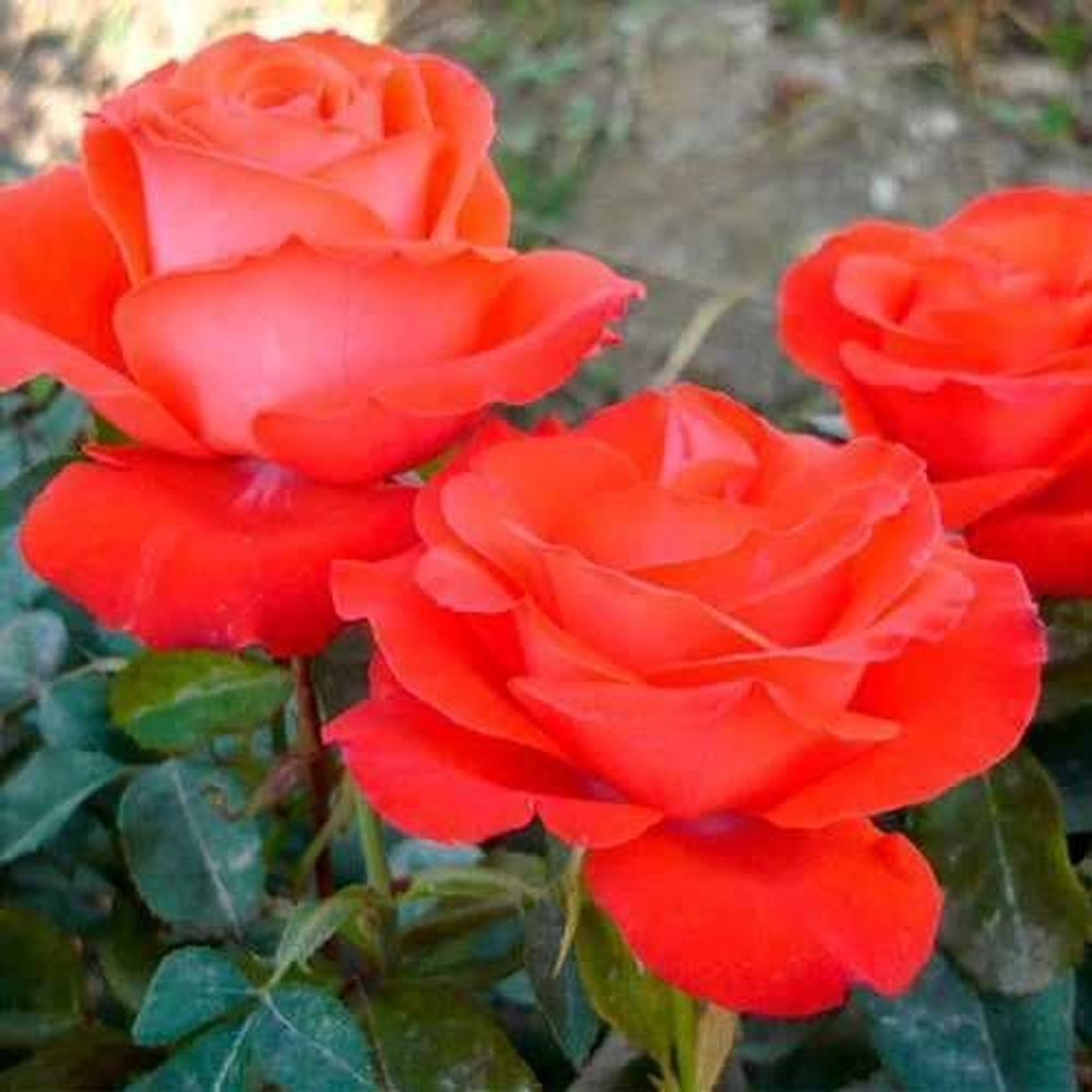 Роза чайно-гибридная "Angelique"