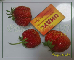 Земляника Мармелада