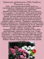 Гортензия Руби Анабель древовидная
