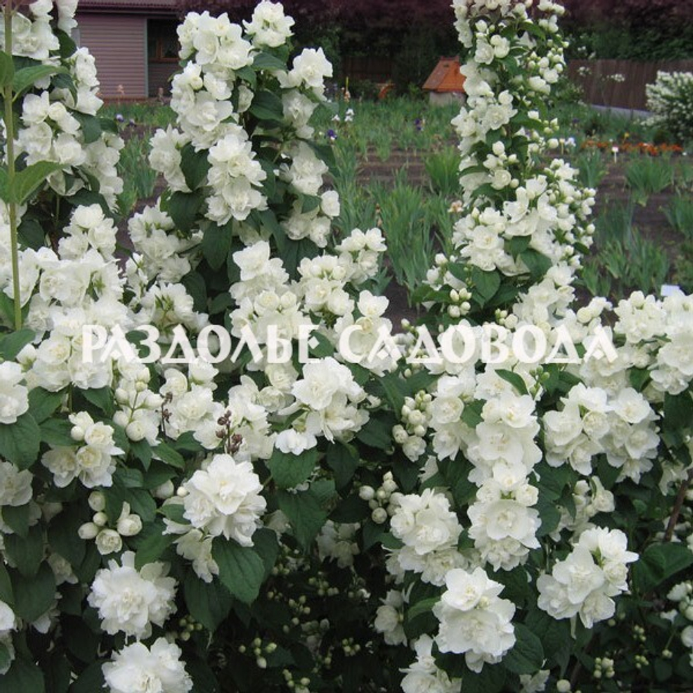 Чубушник Снежная буря (горшок 3л)