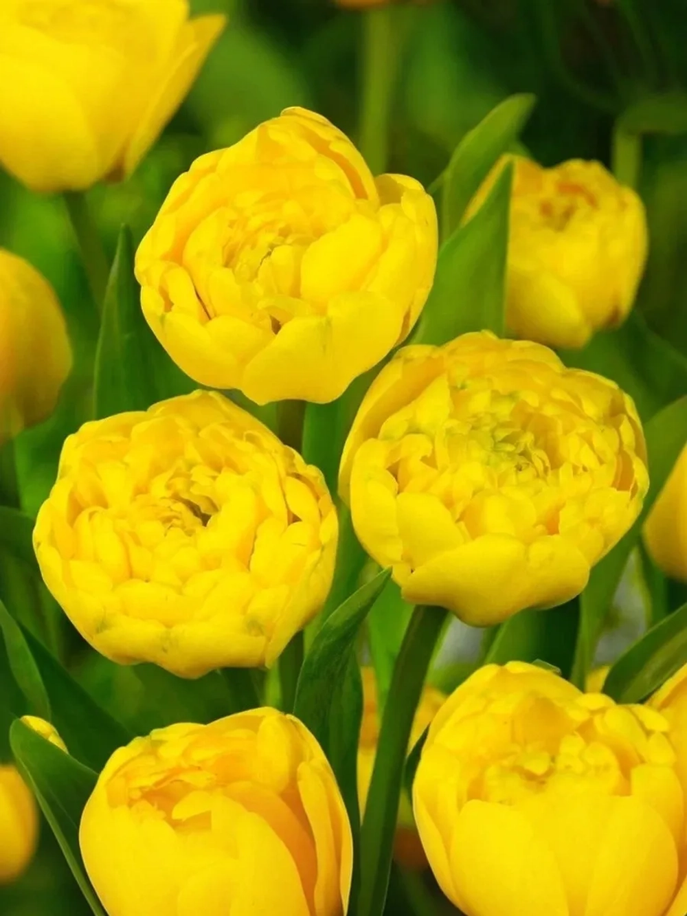 Тюльпан Пионовидный Йеллоу Помпонетте