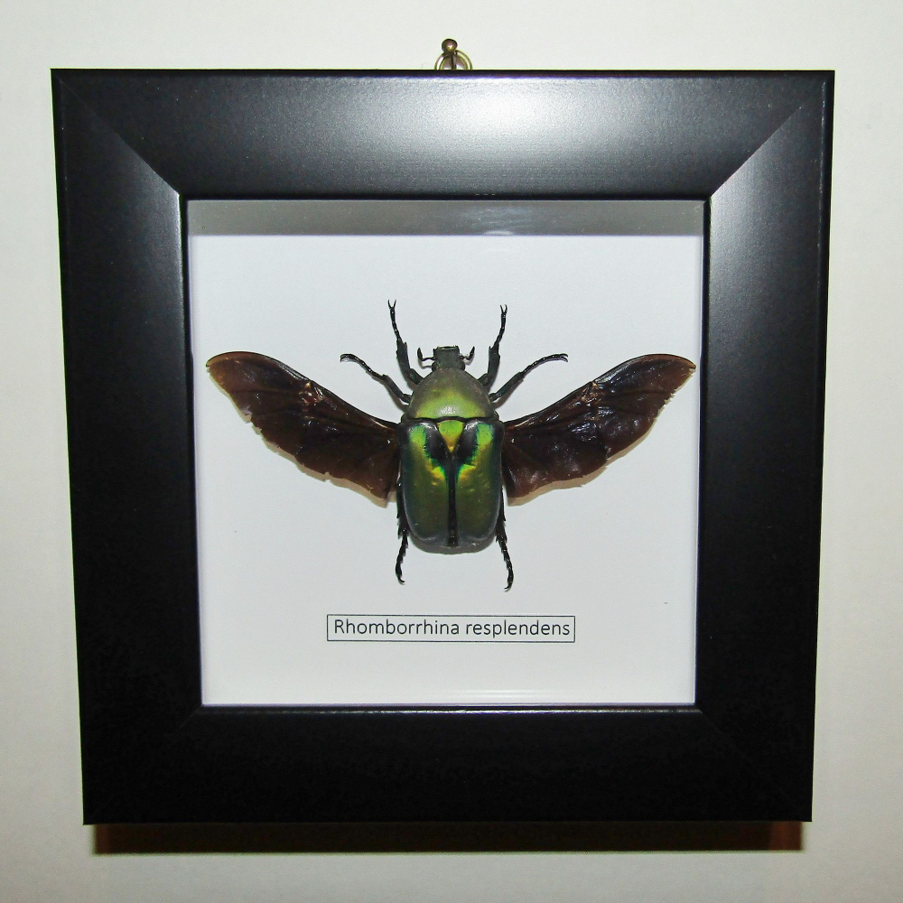 Жук Бронзовка Rhomborrhina resplendens