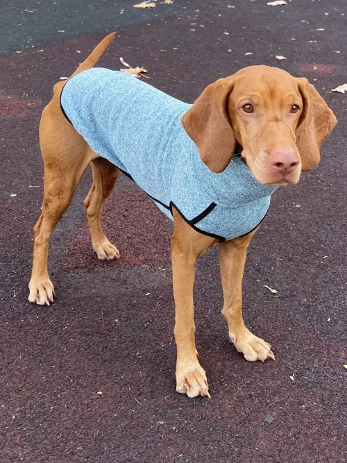 Свитер для собак на молнии попона