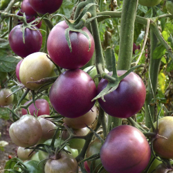 Томат Вайлет Бэби F1 5шт ВитаГрин ЭКСТРА