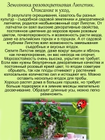 Земляника Липстик розовая многолетняя