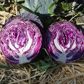 Капуста краснокочанная Ред Джевел F1 2500 (семян)