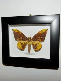 Сатурния Eacles imperialis в рамке