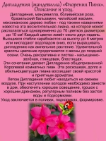 Дипладения Флорения Пинк розовая Мандевилла
