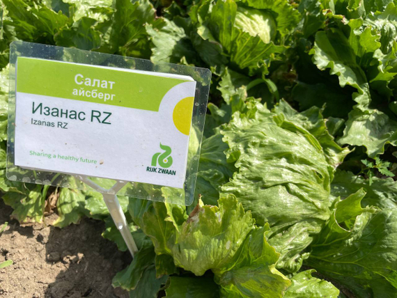 Изанас семена салата айсберг (Rijk Zwaan / ALEXAGRO) культура – фото 5