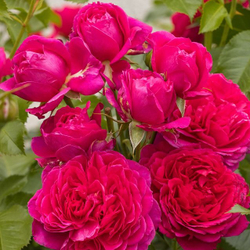 Роза Соул С7 Закупка М57 июнь 2026