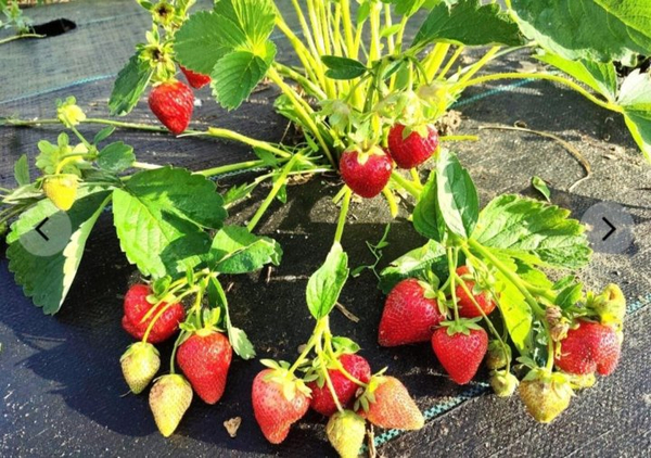 Саженцы садовой земляники (клубники) "ДЖУСИ" 4 шт