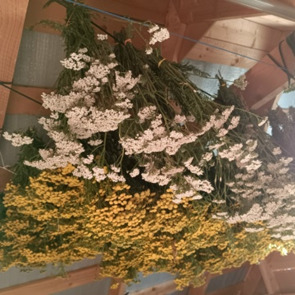 Антипаразитарный 50 гр.